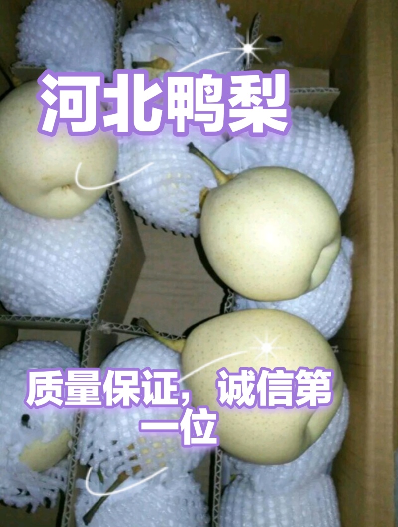 鸭梨，箱装，筐装，各种型号齐全，质量保证，诚信第一位