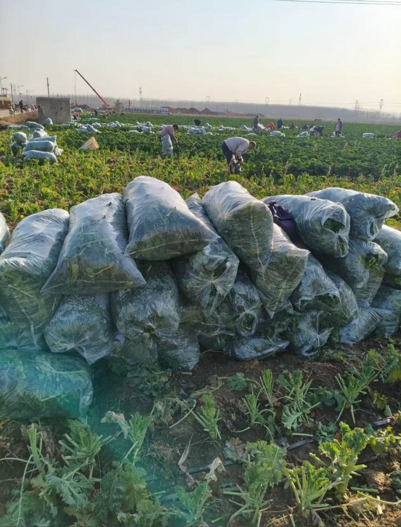 羽衣甘蓝视频看货对接商超批发市场电询