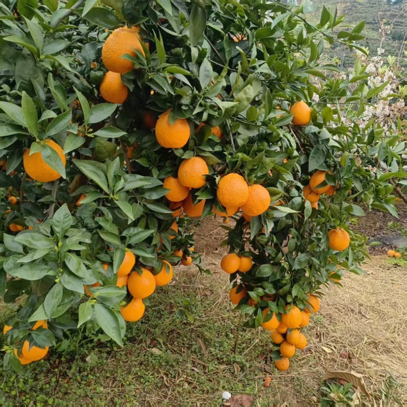 四川汉源黄果柑/产区直发/货源充足/大量有货