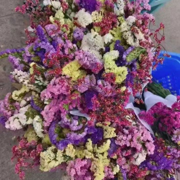 鲜花勿忘我鲜花云南鲜花云南十八怪产地直销
