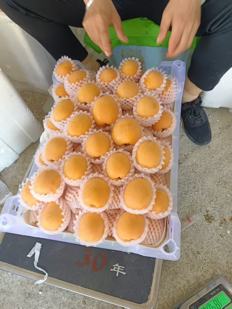 四川汉源大五星枇杷/基地直发/货源充足/欢迎选购