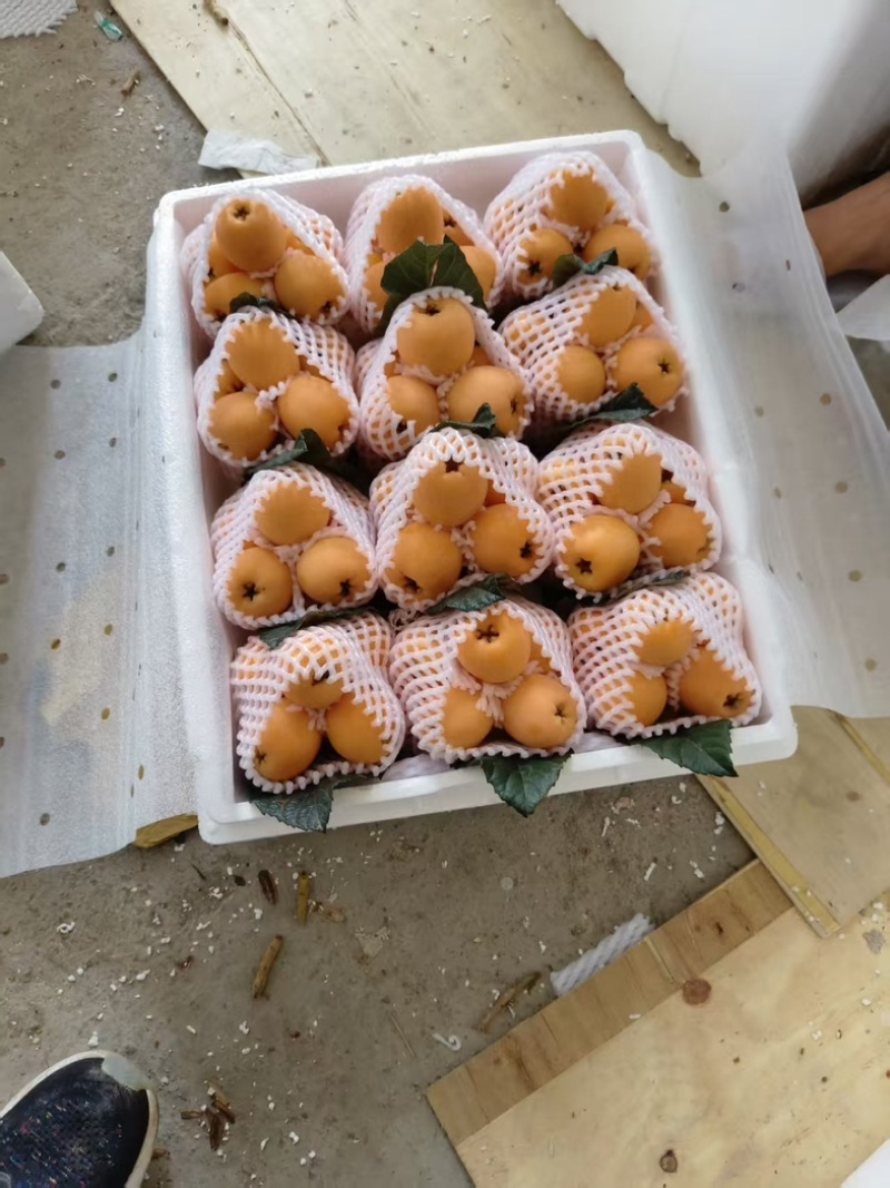四川汉源大五星枇杷/基地直发/货源充足/欢迎选购