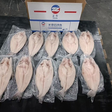 巴沙鱼全规格，5吨起批发