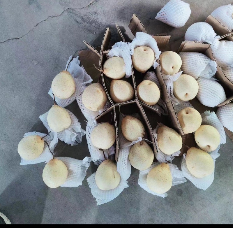 鸭梨，口感好，质量保证，高中低档都有，货源充足诚信第一位
