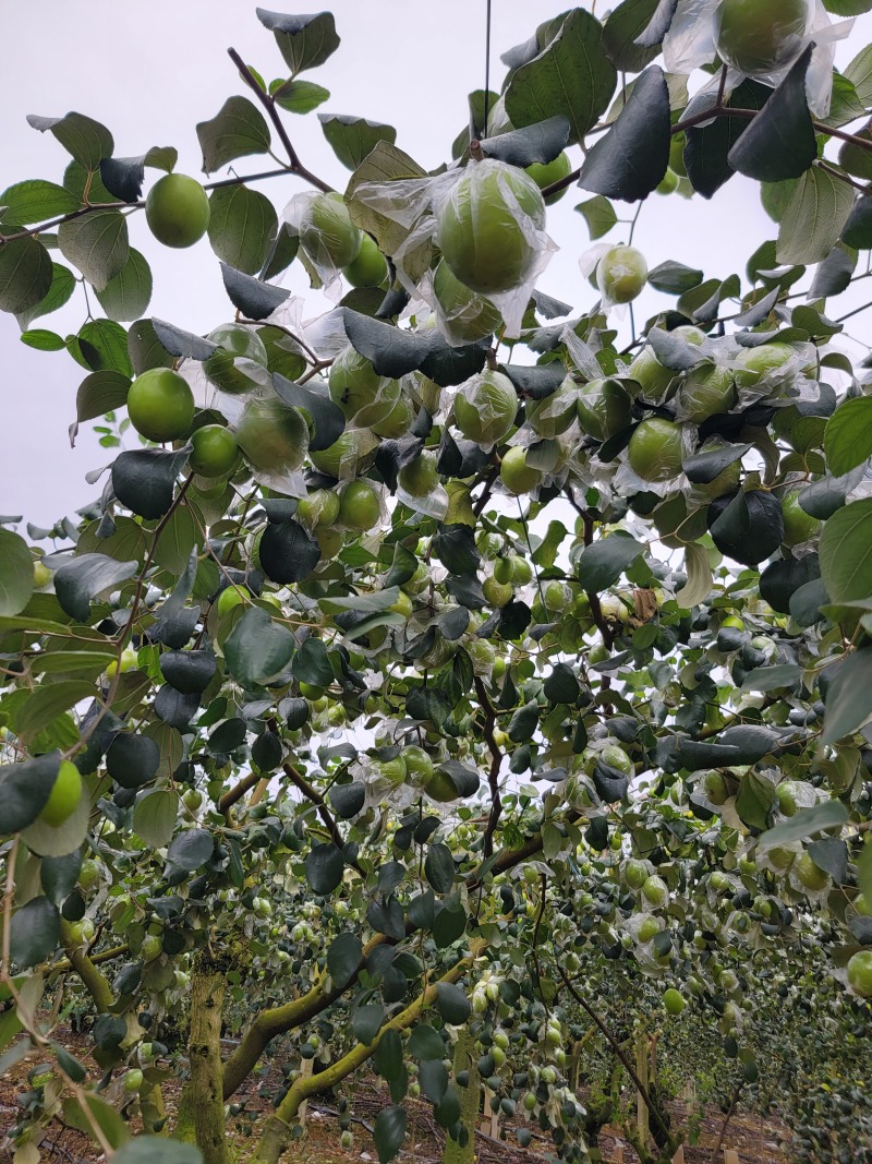 广西蜜丝枣