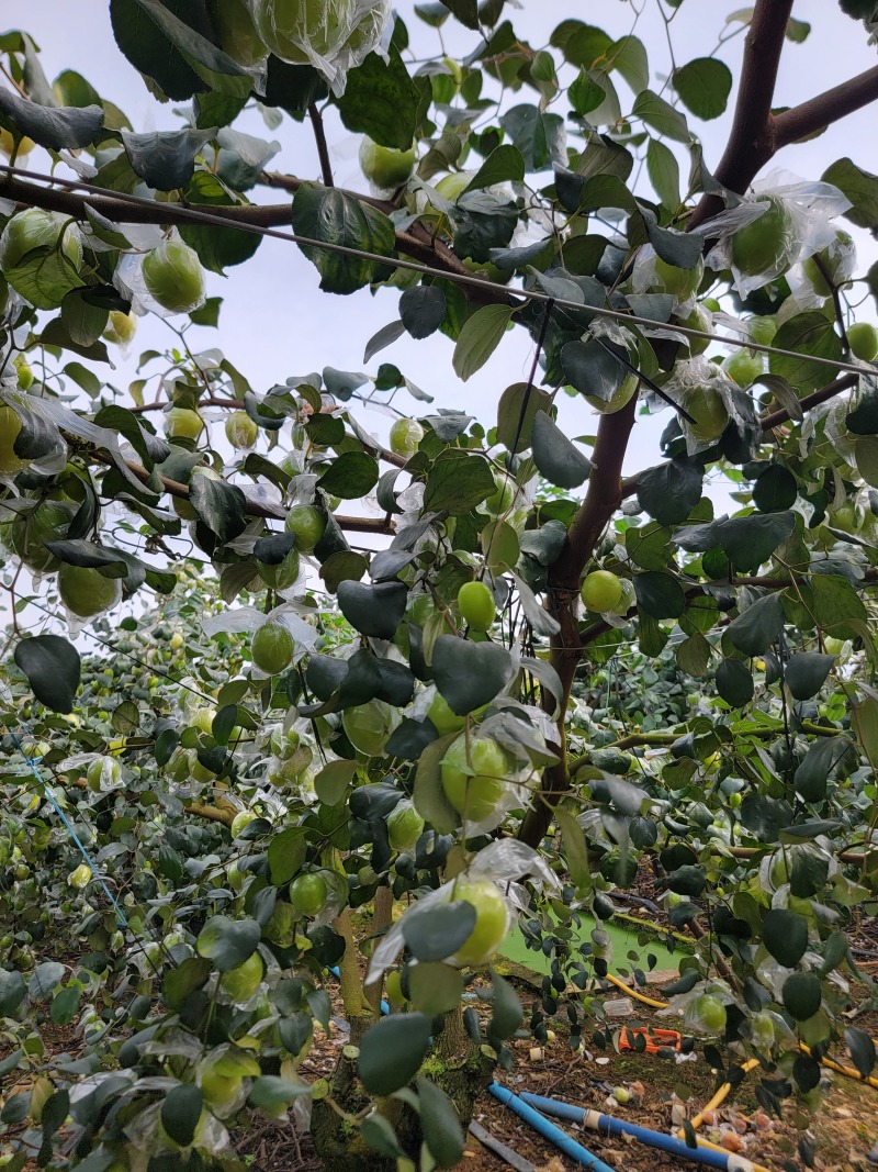 广西蜜丝枣