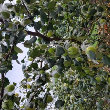 广西蜜丝枣
