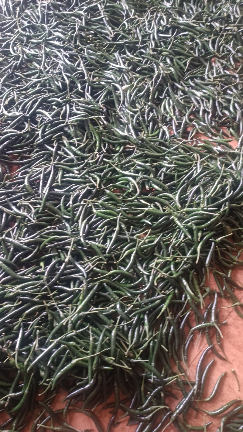 小米辣椒青