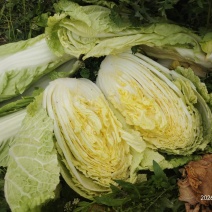 河南南阳黄心大白菜大量有货支持各种规格