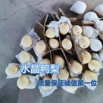 水晶鸭梨，常年对接商超，电商，零售商，各大档口，诚信第一