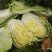河南南阳黄心大白菜大量有货支持各种规格