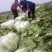 河南南阳黄心大白菜大量有货支持各种规格