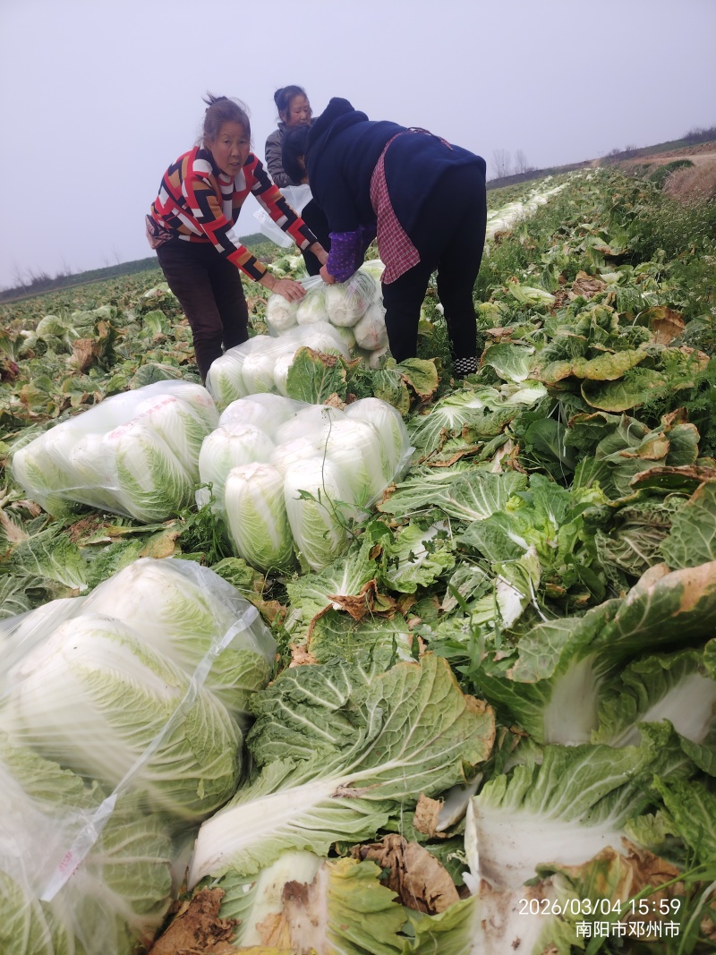 河南南阳黄心大白菜大量有货支持各种规格