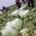 河南南阳黄心大白菜大量有货支持各种规格