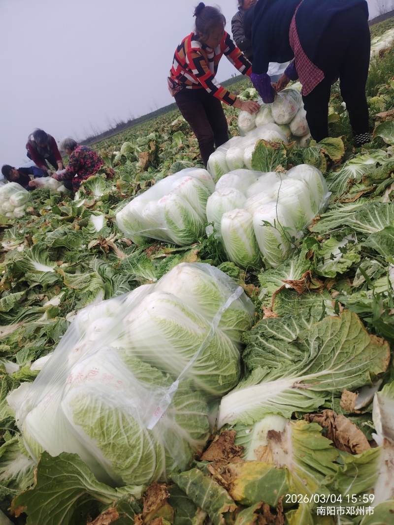 河南南阳黄心大白菜大量有货支持各种规格