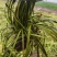 麦冬苗大量有货成活率高品质保证欢迎各位老板前来咨