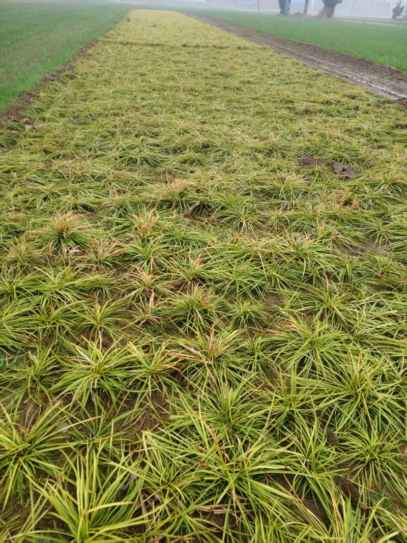 麦冬苗大量有货成活率高品质保证欢迎各位老板前来咨