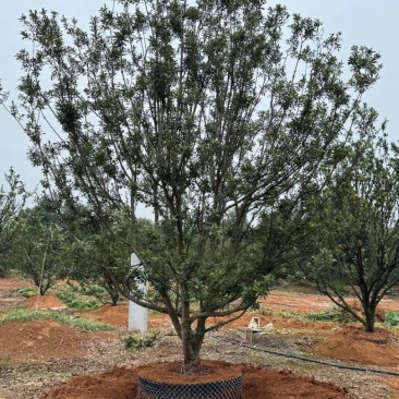 地苗容器杨梅苗圃基地直供益阳木子