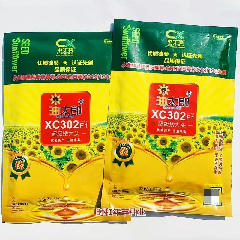 **矮大头油葵种子油太郎XC302榨油葵花籽高产高油观赏