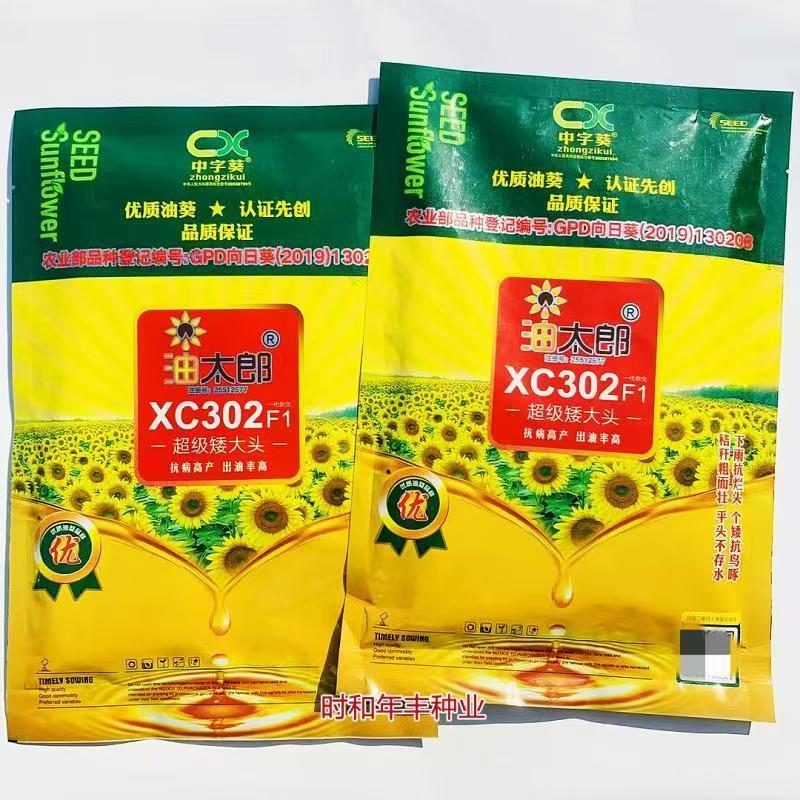 **矮大头油葵种子油太郎XC302榨油葵花籽高产高油观赏
