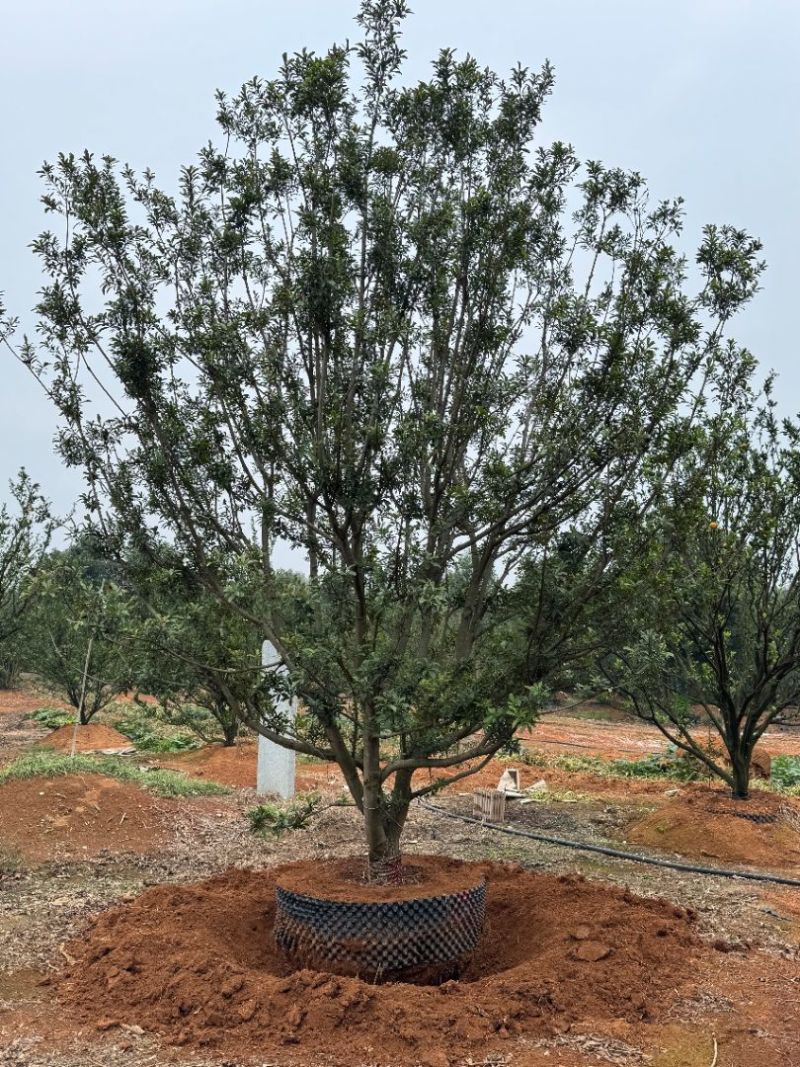地苗容器杨梅苗圃基地直供益阳木子