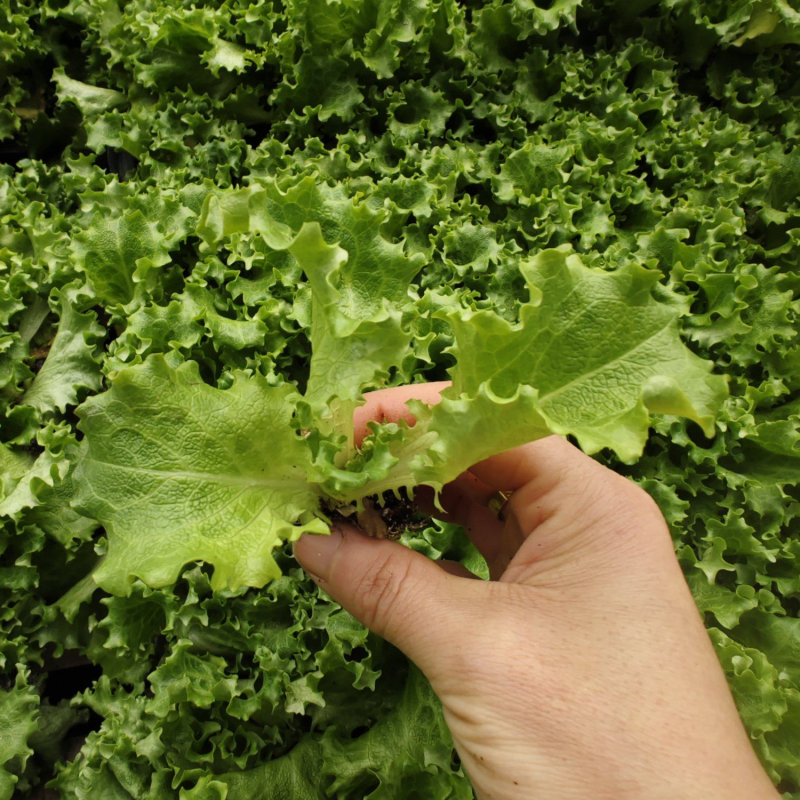 耐寒秋冬生菜苗