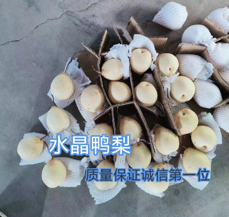 河北鸭梨，高中低档都有，常年有货，质量保证，诚信第一位