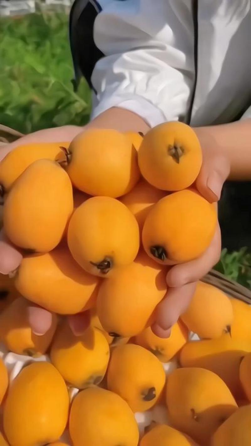 枇杷苗