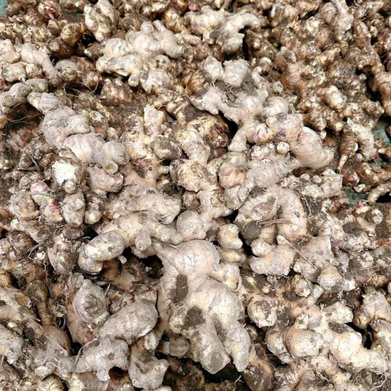 广西大肉姜新鲜姜