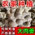 广西大肉姜新鲜姜