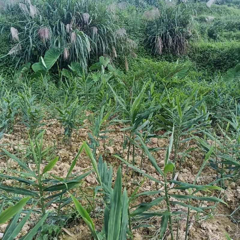 广西大肉姜新鲜姜