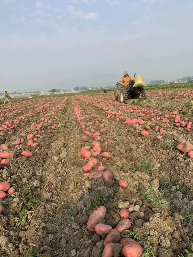 云南青薯9号新鲜土豆大量上市现挖现发产地直供量大从优