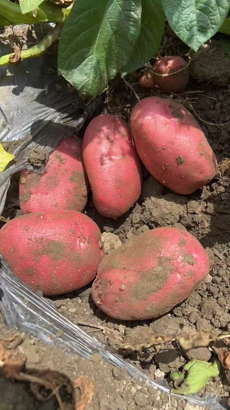 云南青薯9号新鲜土豆大量上市现挖现发产地直供量大从优