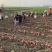 云南青薯9号新鲜土豆大量上市现挖现发产地直供量大从优