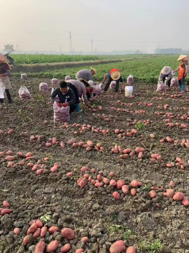 云南青薯9号新鲜土豆大量上市现挖现发产地直供量大从优