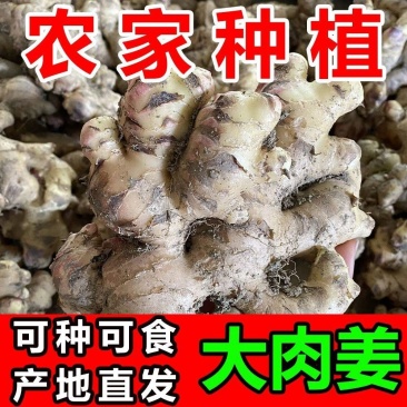 广西大肉姜新鲜姜