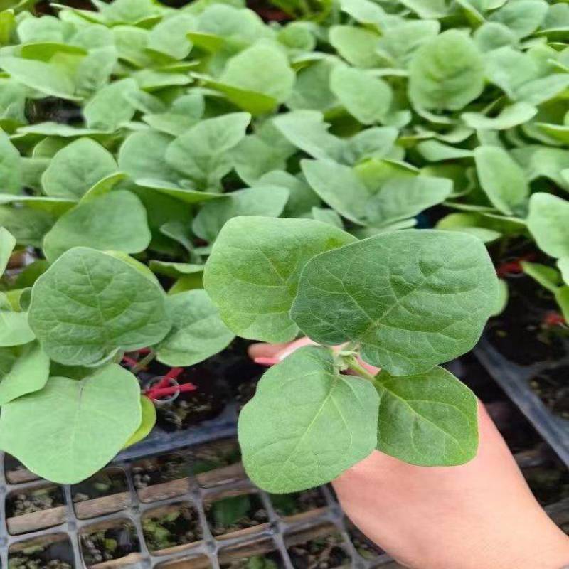 精品茄子苗大量上市品质保证量大从优一手货源