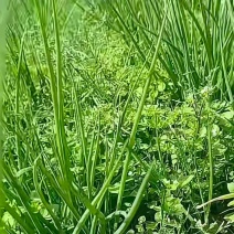 小香葱