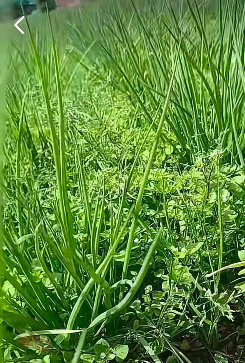 小香葱