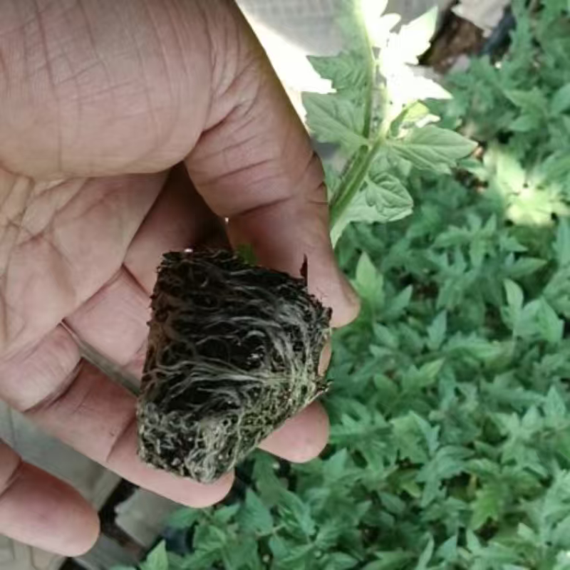 精品茄子苗大量上市品质保证量大从优一手货源