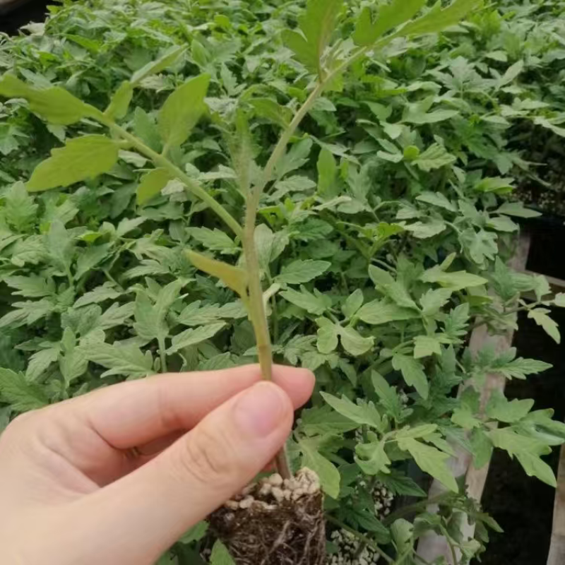 精品茄子苗大量上市品质保证量大从优一手货源