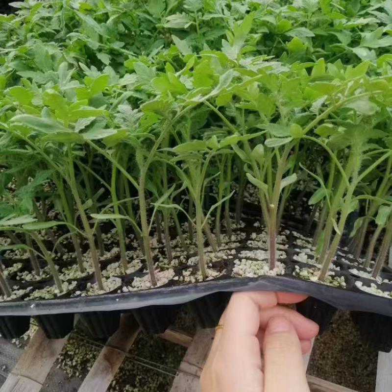 精品茄子苗大量上市品质保证量大从优一手货源
