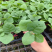 精品茄子苗大量上市品质保证量大从优一手货源