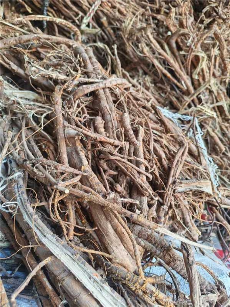 桑白皮/大量有货/量大从优/保质保量/欢迎采购