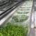 优质速冻75-3毛豆荚，75毛豆