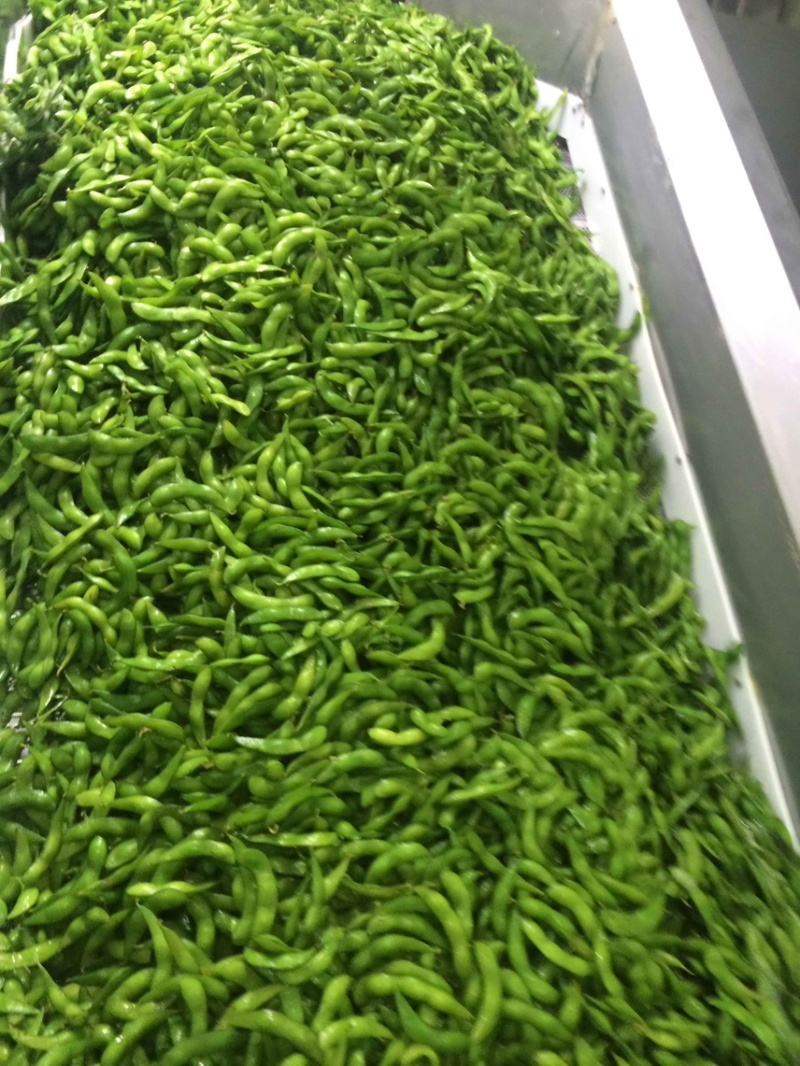 优质速冻75-3毛豆荚，75毛豆