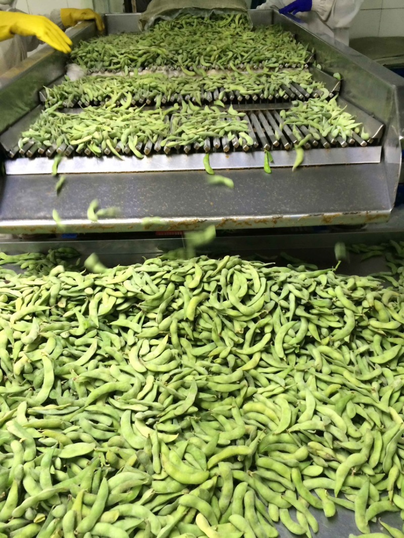 优质速冻75-3毛豆荚，75毛豆