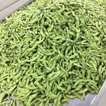 优质速冻75-3毛豆荚，75毛豆