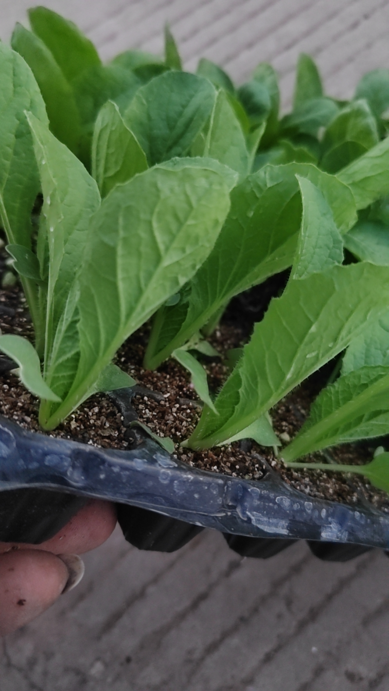 现货大白菜苗，黄心抗病长势强，基地直发