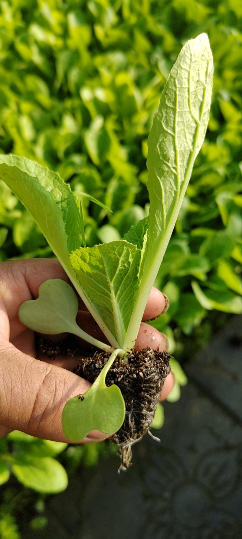 现货大白菜苗，黄心抗病长势强，基地直发